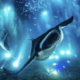 Kona Manta Ray Snorkel Tours