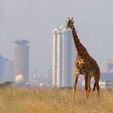 Nairobi National Park