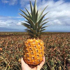 Maui Pineapple Tour