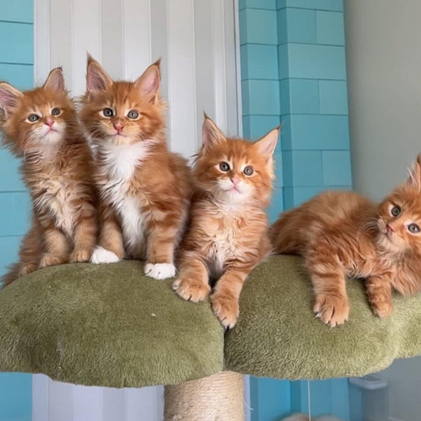 Our New Kitten