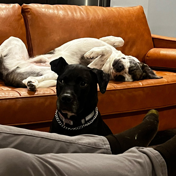 Honeymoon Dog Boarding (Venmo)
