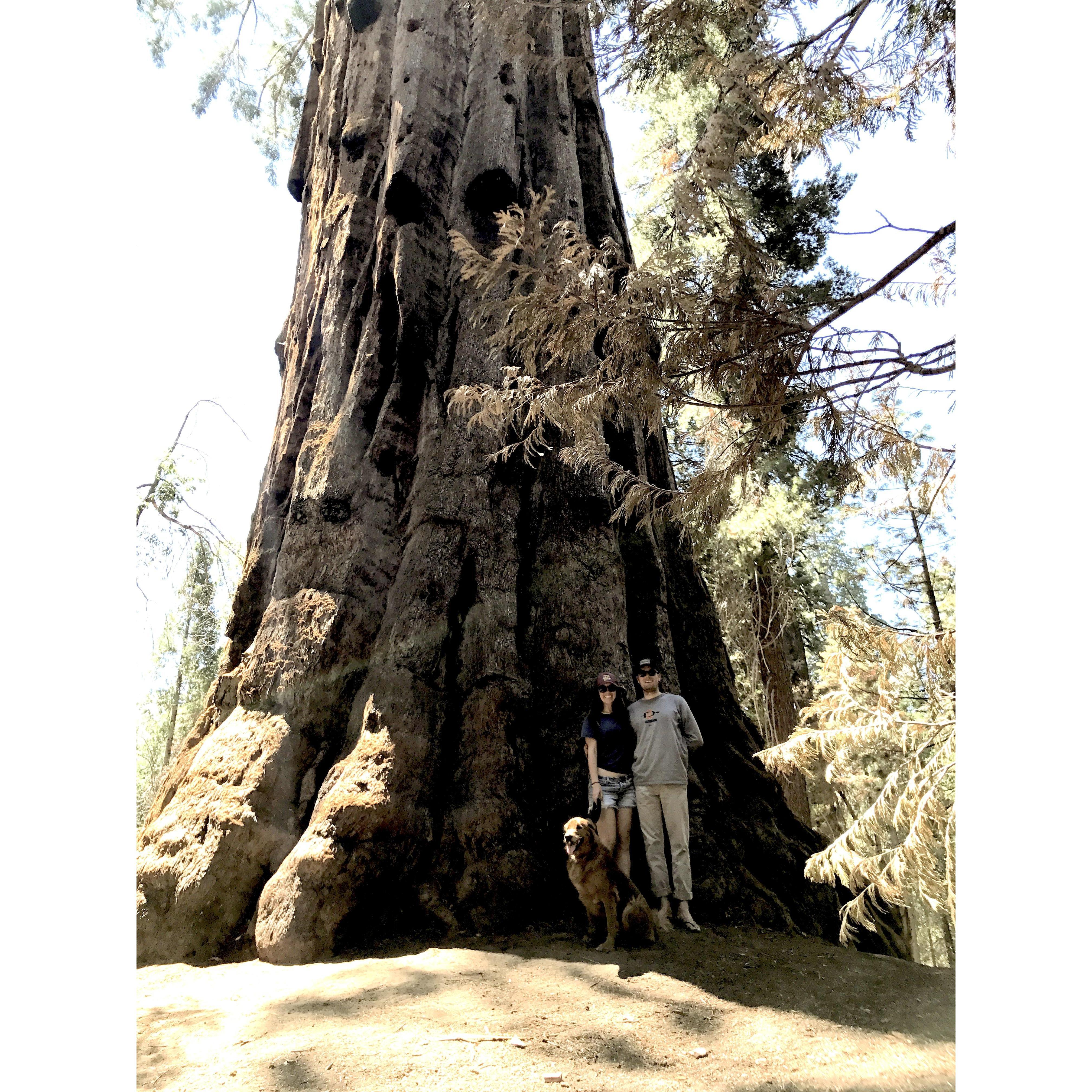Family portrait in the Sequoias with a big tree