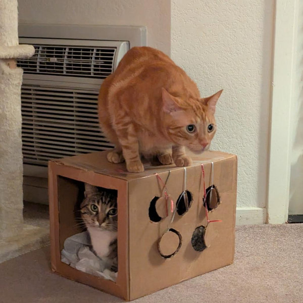 Cat Toy Fund