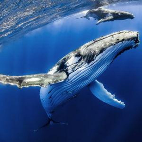Whale Watching on our Honeymoon