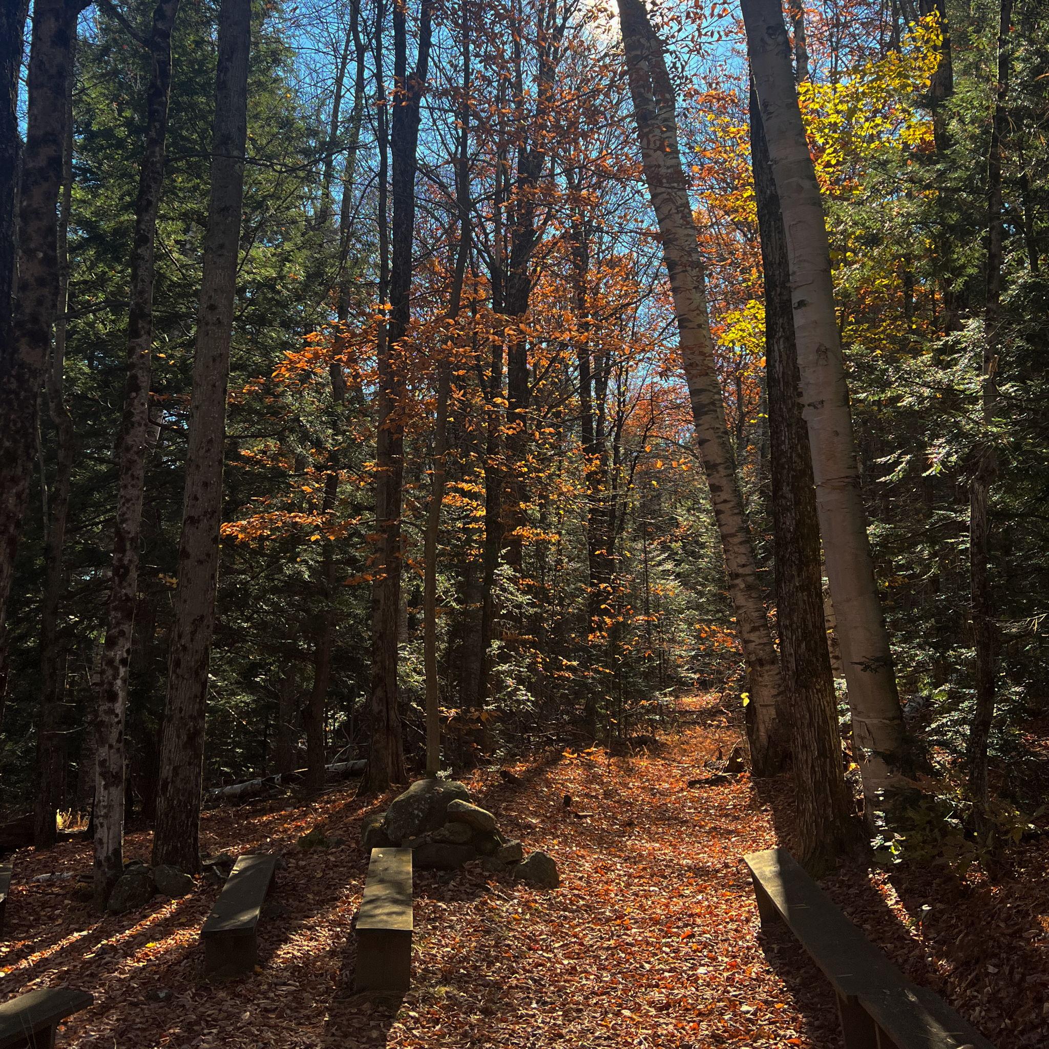 The birch shrine where we will be married.