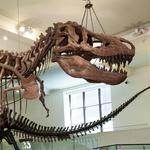 American Museum of Natural History