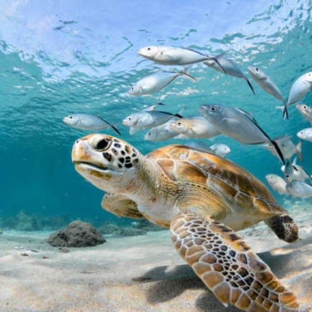 Turtle Viewing, Reef Snorkeling Tour & Lunch