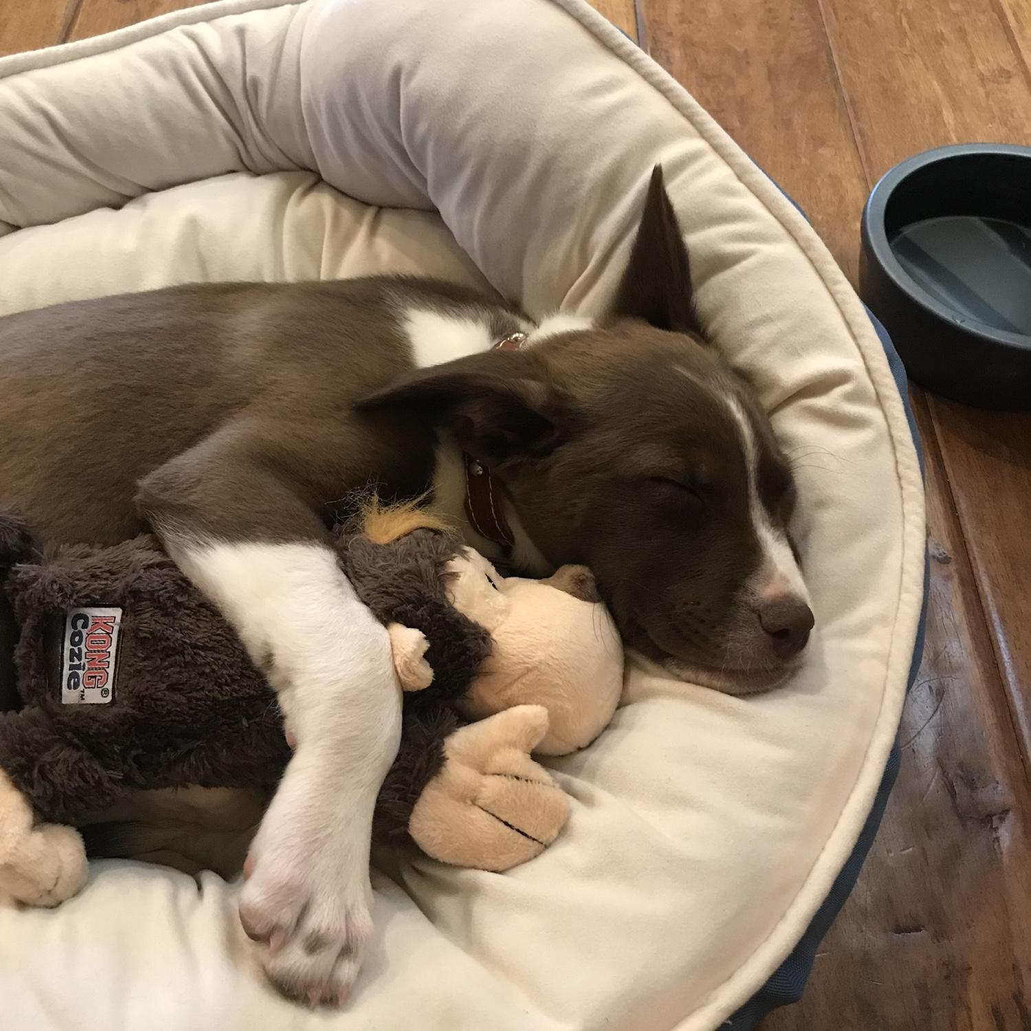 Baby Chevy (3 months)