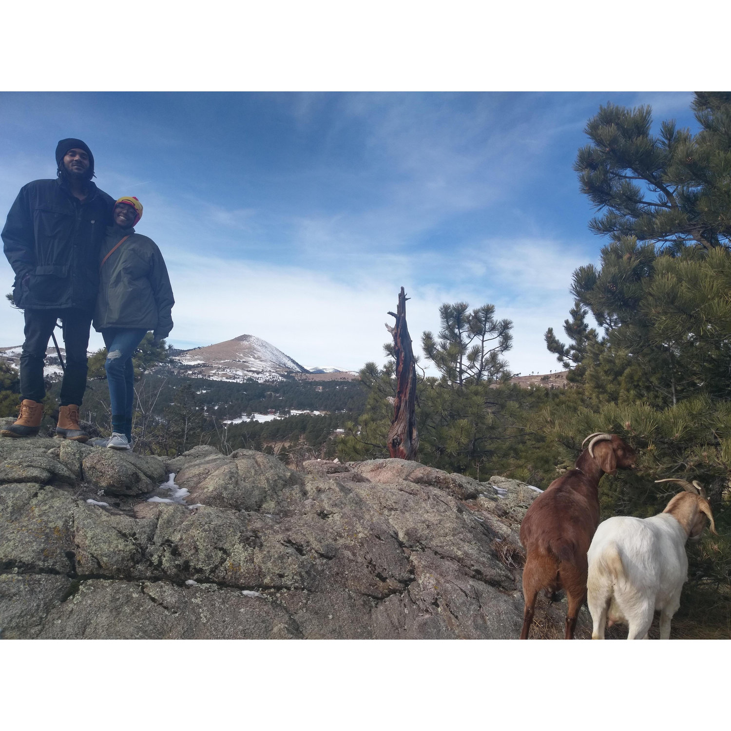 Hiking with Goats!