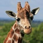 Cheyenne Mountain Zoo (Online Reservations Required)