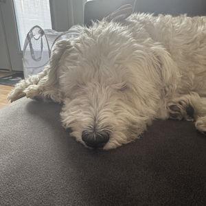 Pet Hotel For Our Wedding