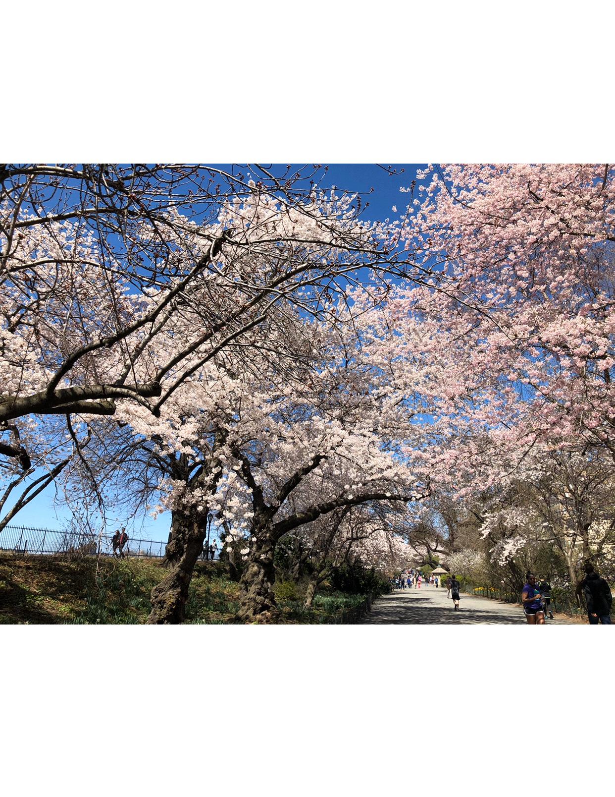 Cherry Blossoms, Central Park, 2018