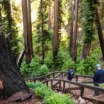 Pfeiffer Big Sur State Park