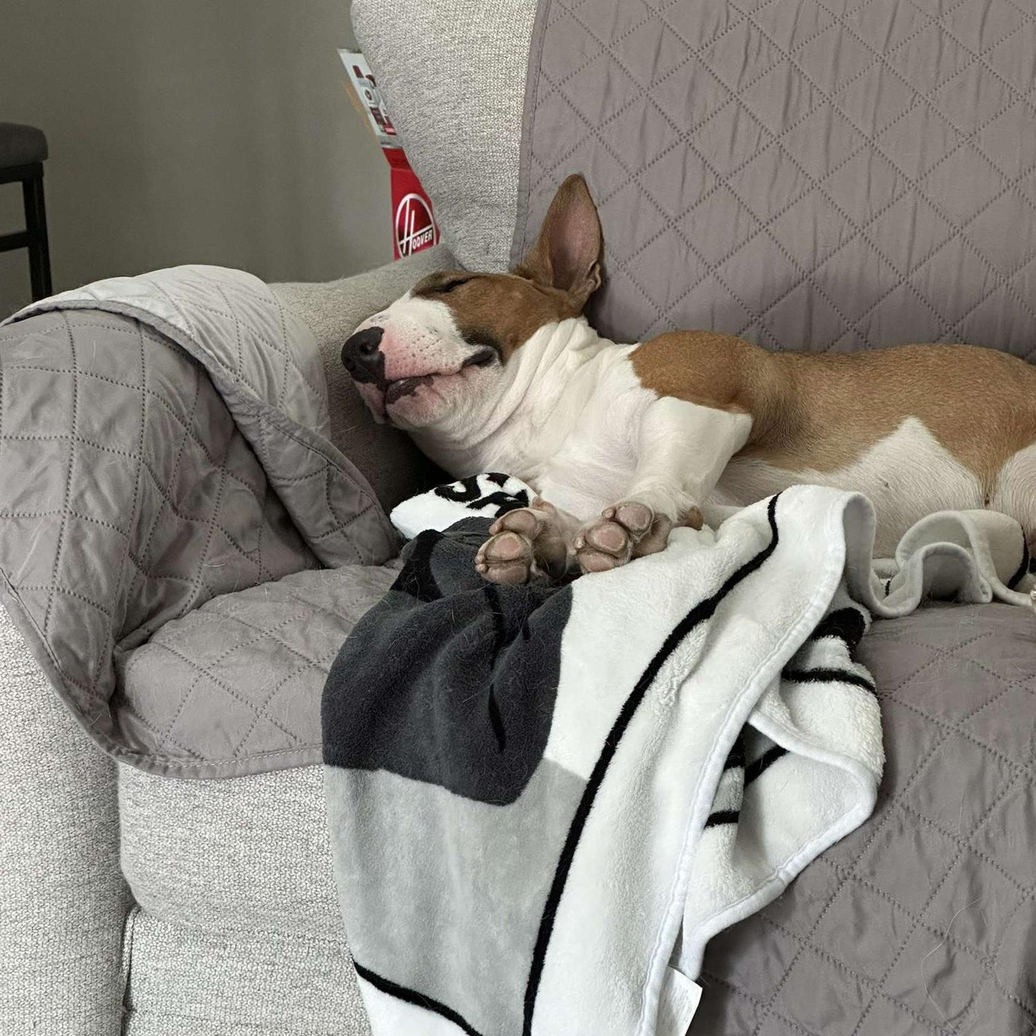 Cash as a Puppy 😭