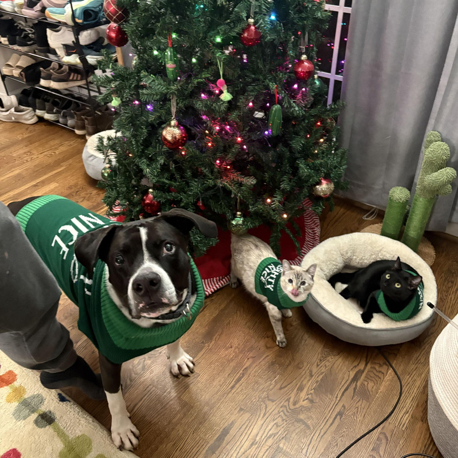 Our fur babies.