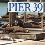 PIER 39