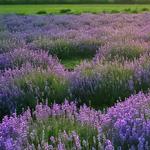 Lavenlair Farm : Lavender near Lake George