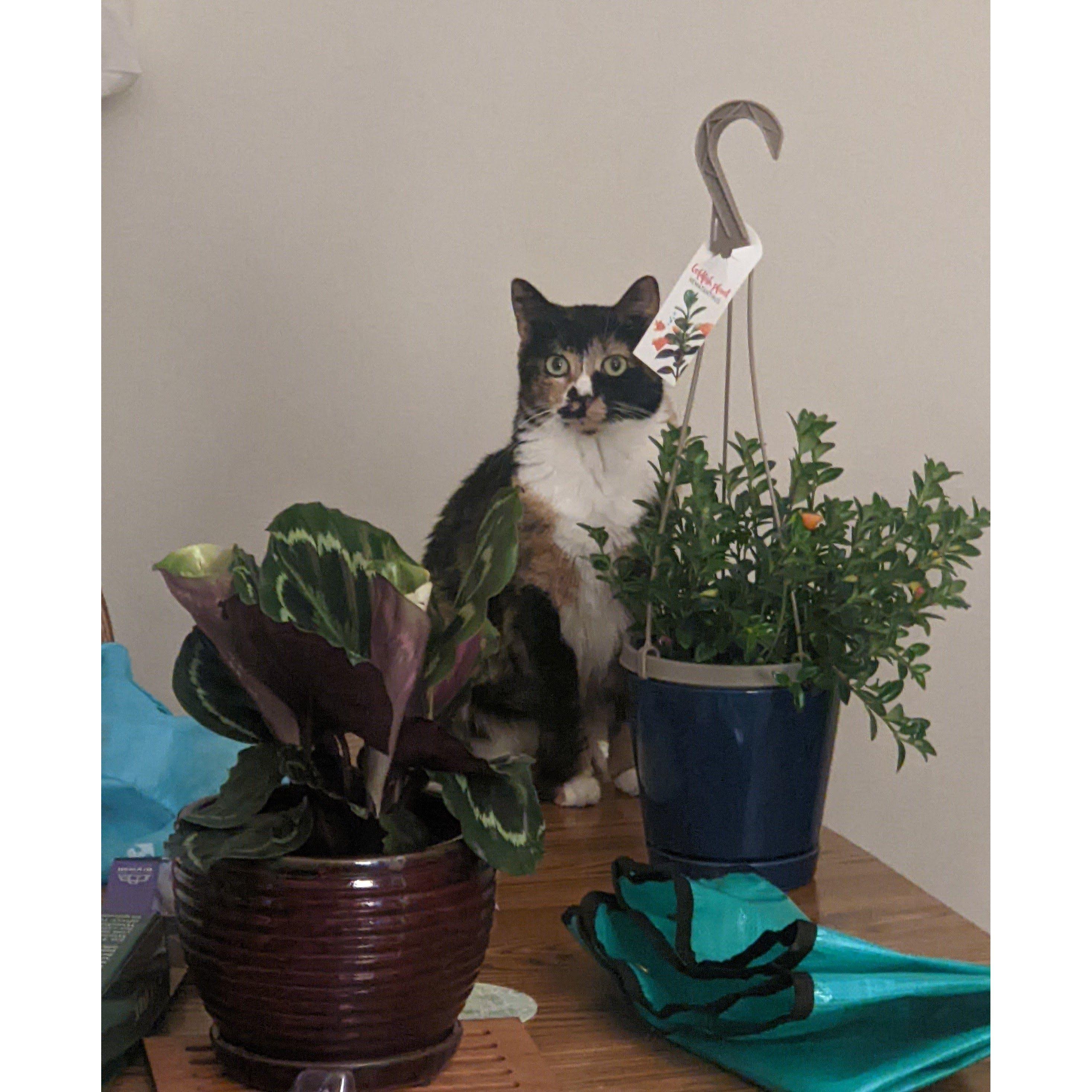 Our beloved Tot and the start of Gillian's indoor plant collection