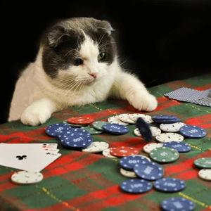 Poker Safety Net