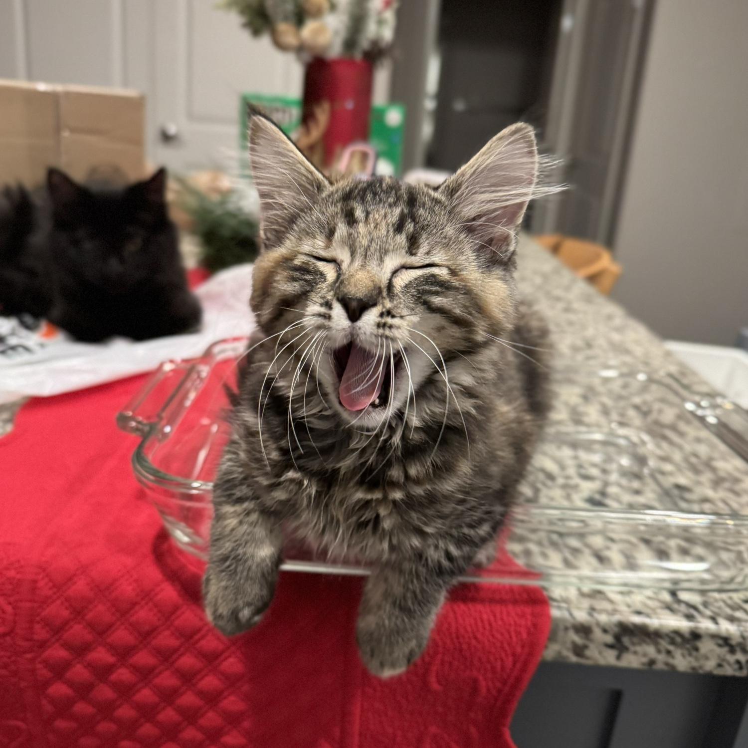 We got our second Kitten - Elora!!