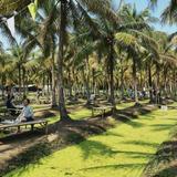 Coconut Market