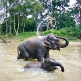 Khaolak Ethical Elephant Sanctuary