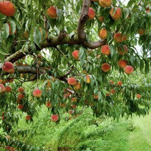 Peach tree for our new yard