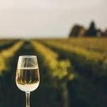 Cayuga Lake Wine Trail