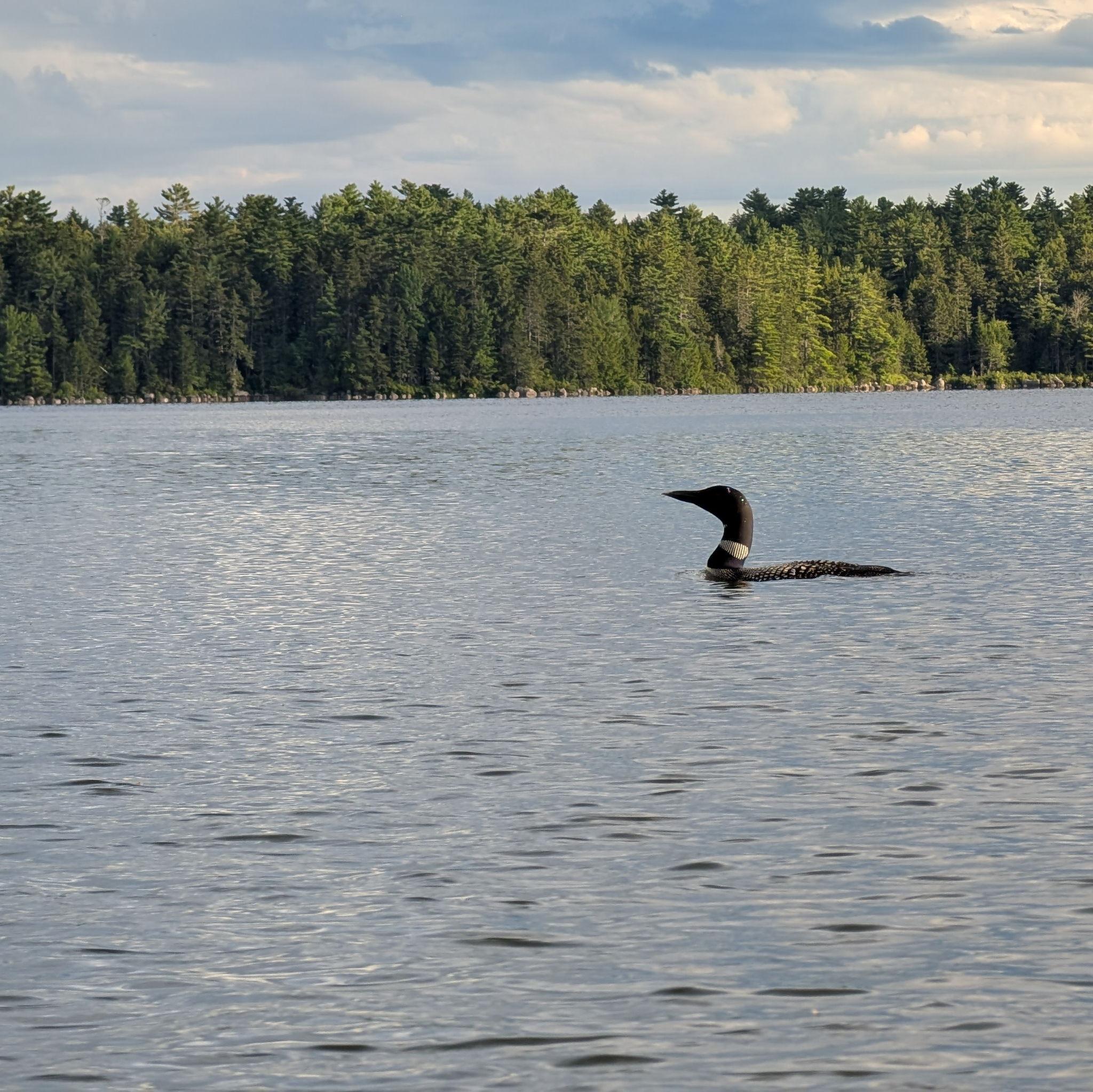 First time seeing a Loon in "the wild."