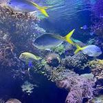 Aquarium
