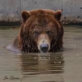 Montana Grizzly Encounter