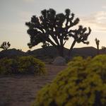 Joshua Tree