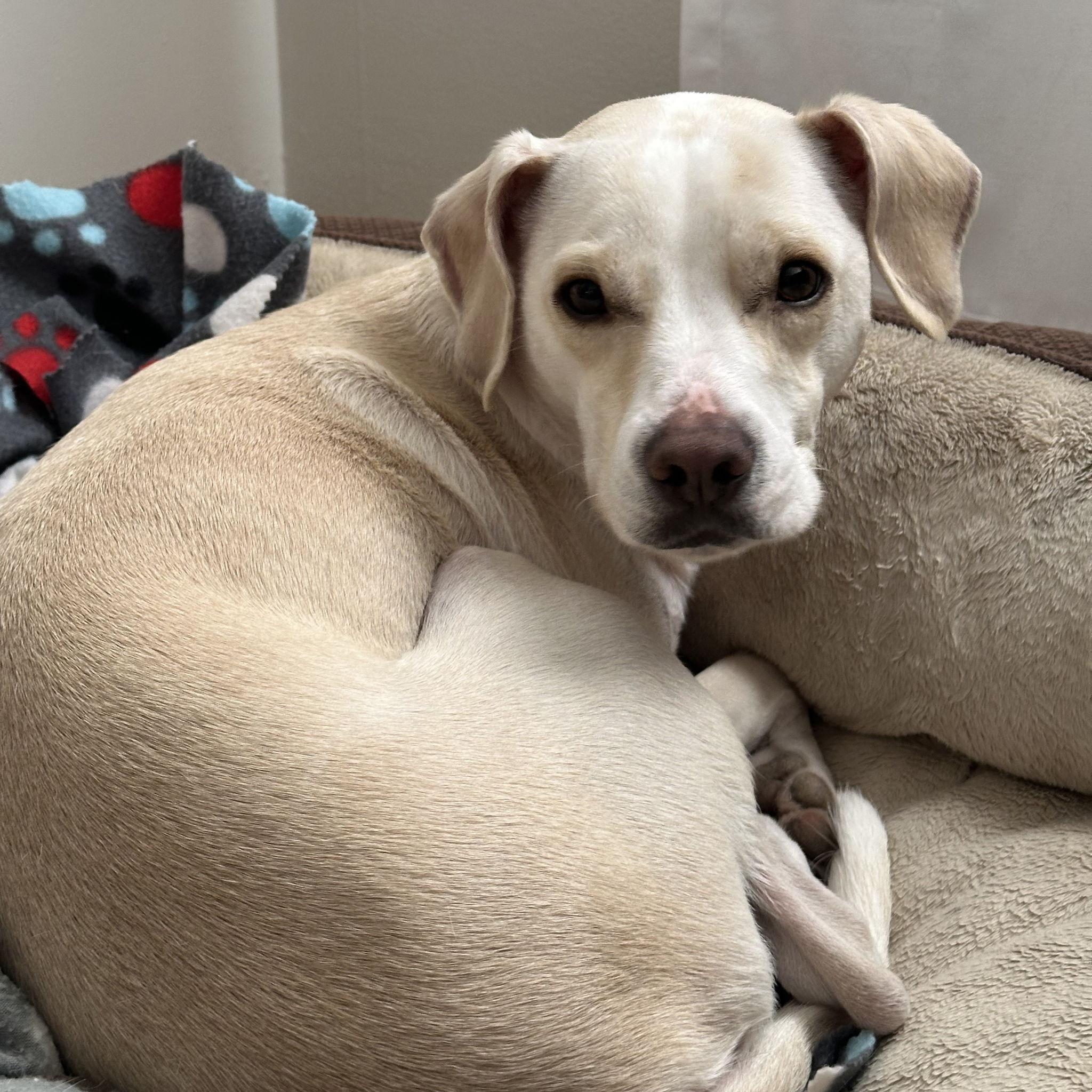 Bentley: The anxious one