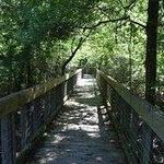 Tickfaw State Park