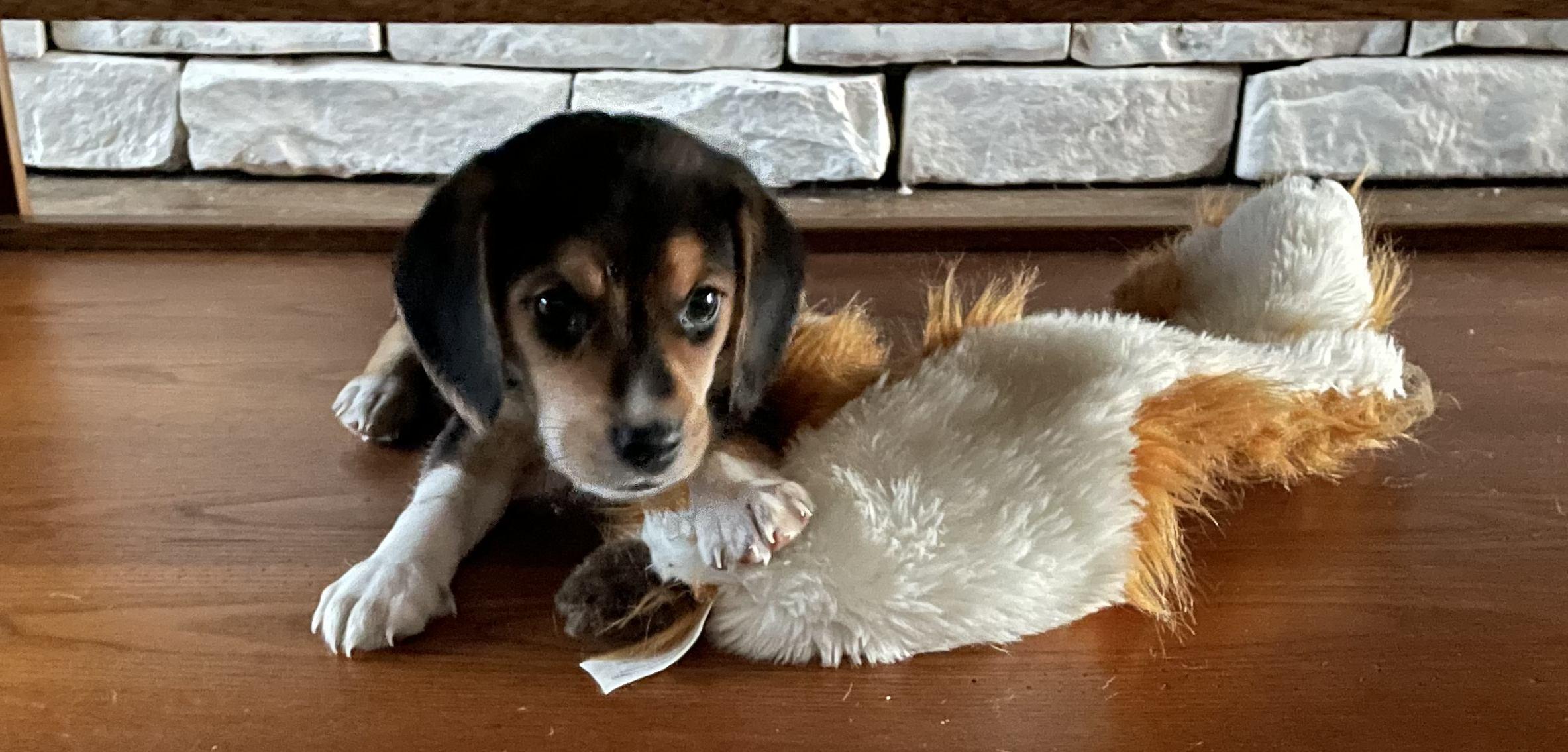 The Wedding Website of Nylah Cohen and Jeffrey Easterling