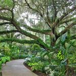 Harry P Leu Gardens