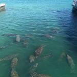 Manatee Lagoon