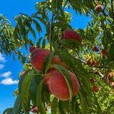 Overhiser Orchards