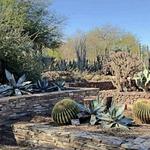 Desert Botanical Garden