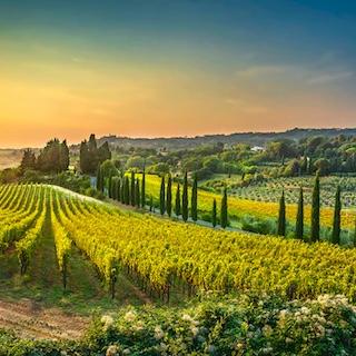 Tuscan Vineyard Tour