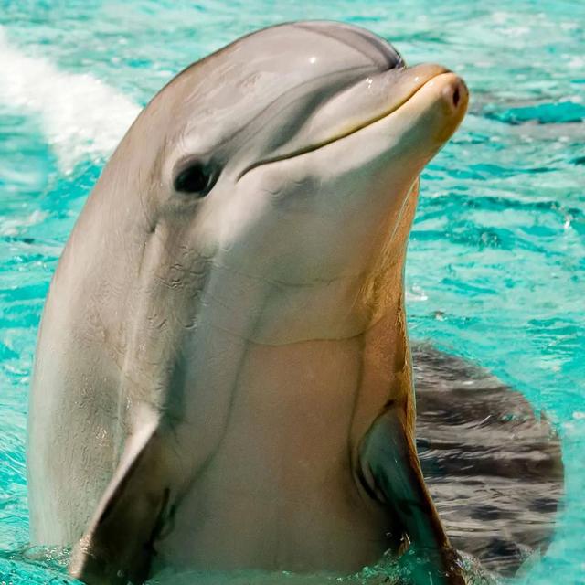 Swim With Dolphins