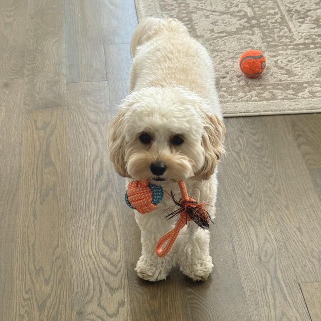 Bondi’s Toy Fund