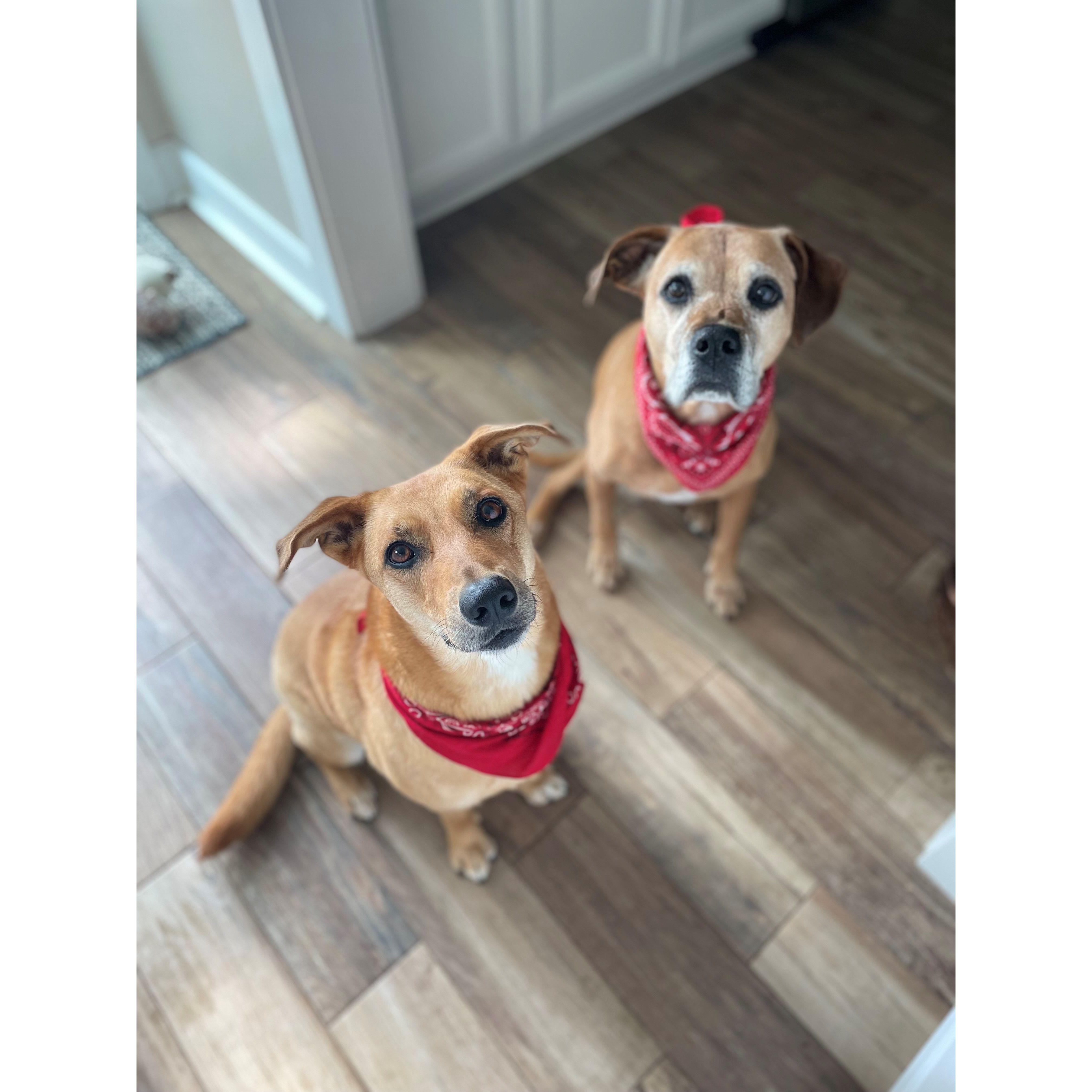 Our two daughters- Indie and Charlie