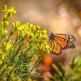 Monarch Butterfly Grove