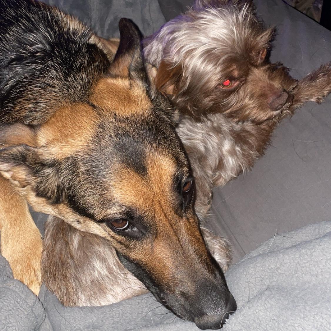 Lance didn't realize he was getting two children when he decided to talk to Dylan. He has an unbreakable bond with both of them. Snow (the big one) and Oakley (the small one).