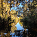 Jean Lafitte Swamp Tour