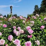 International Rose Test Garden