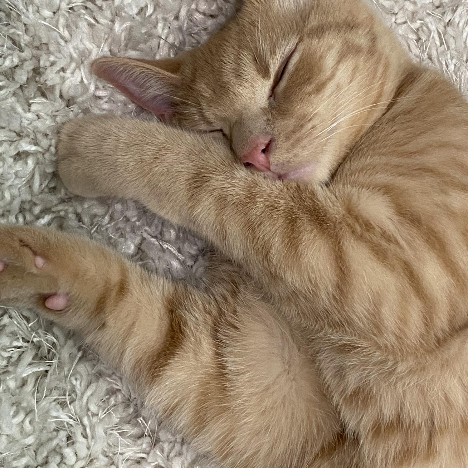Our sweet kitty, Tommy! Named after Connor's Alma Mater, USC's mascot - Tommy Trojan!