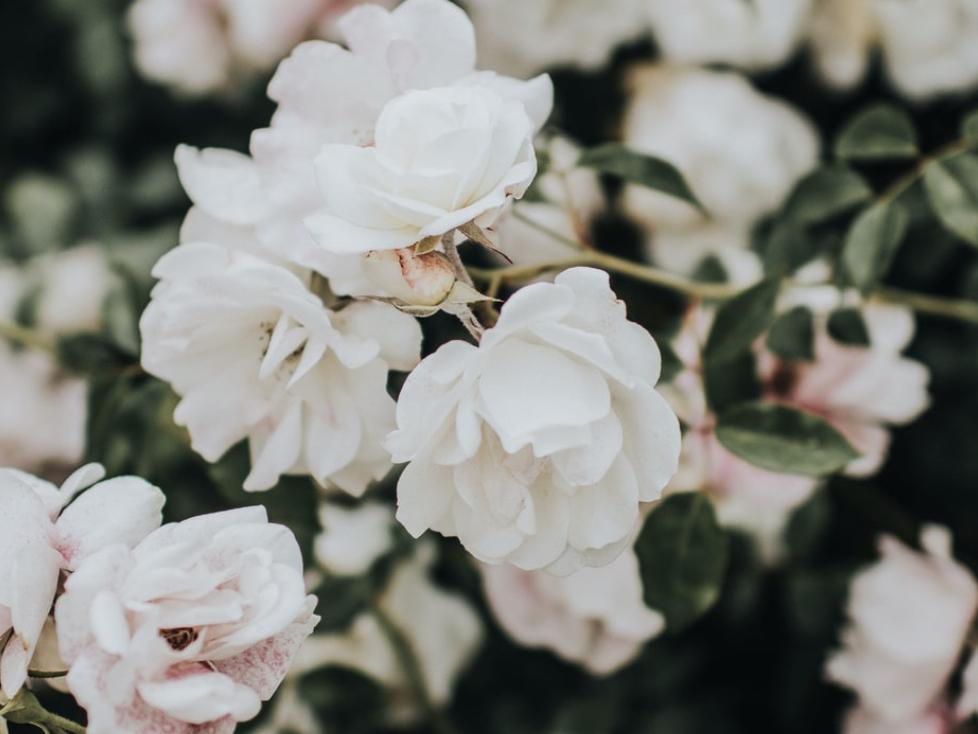 The Wedding Website of Eleanor Shinn and Aaron Wadsworth