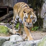 San Diego Zoo